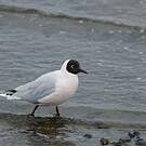Mouette de Patagonie