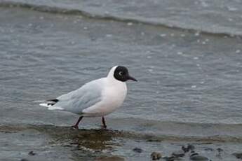 Mouette de Patagonie