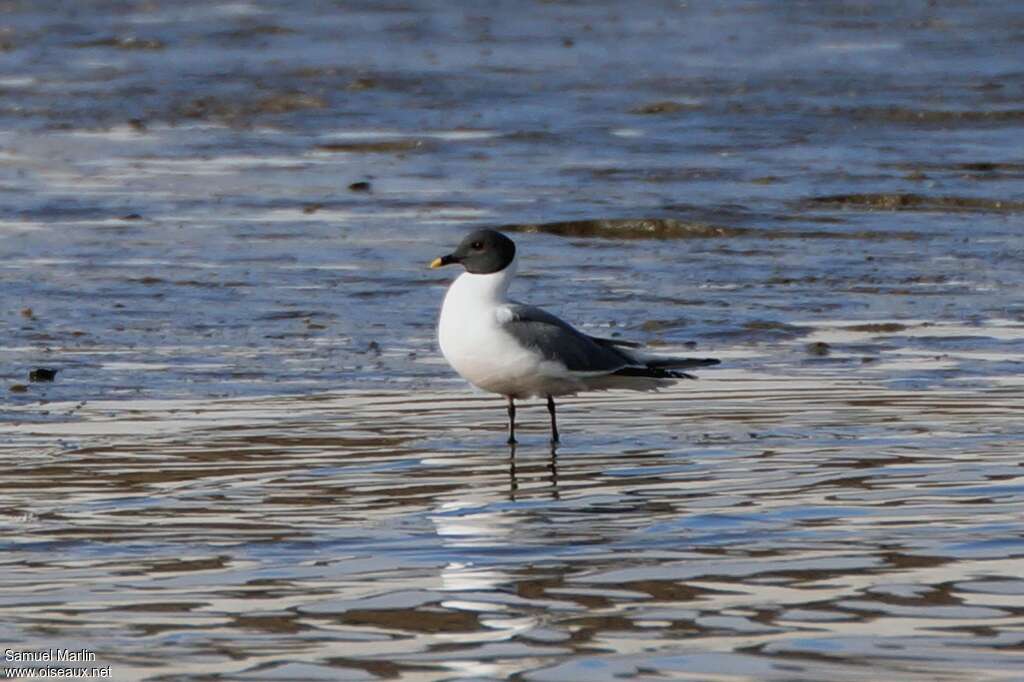 Mouette de Sabine mâle adulte nuptial, habitat, pigmentation