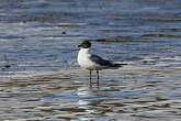 Mouette de Sabine