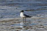 Mouette de Sabine