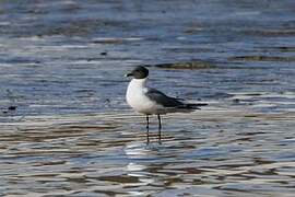 Sabine's Gull