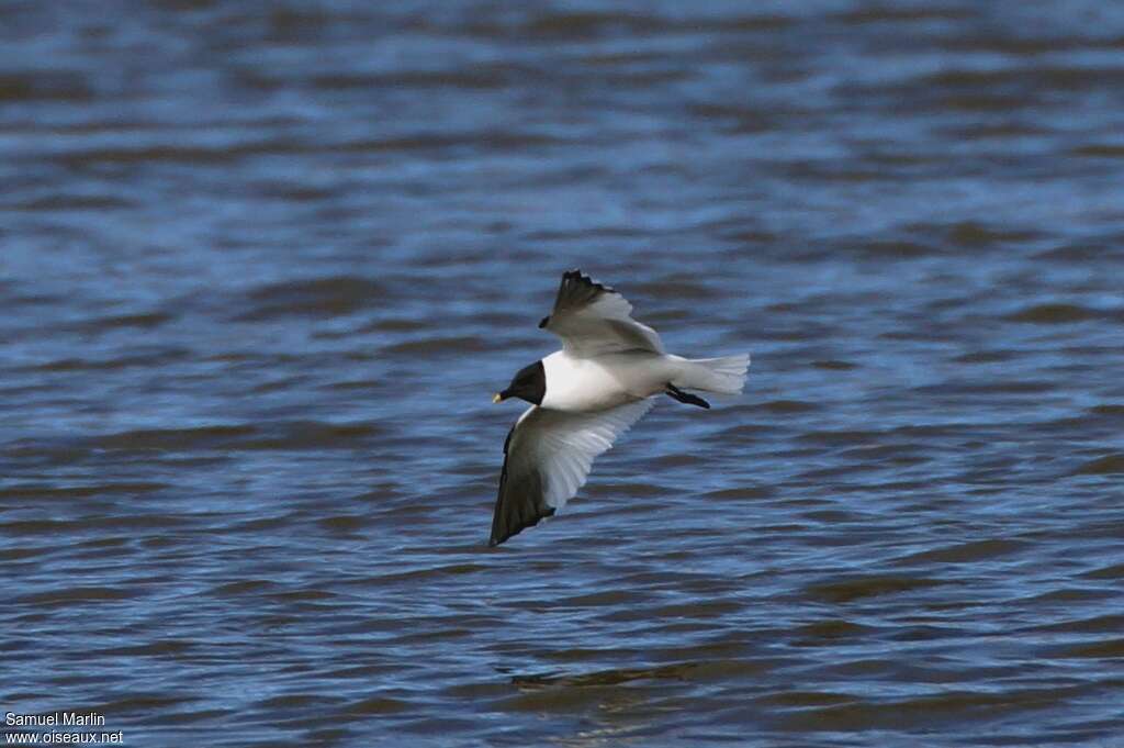 Sabine's Gulladult breeding, Flight