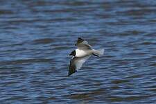 Mouette de Sabine