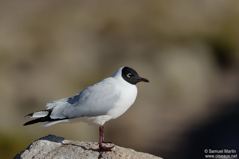 Andean Gull male adult