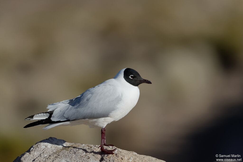 Andean Gull male adult