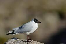 Mouette des Andes