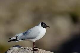 Mouette des Andes