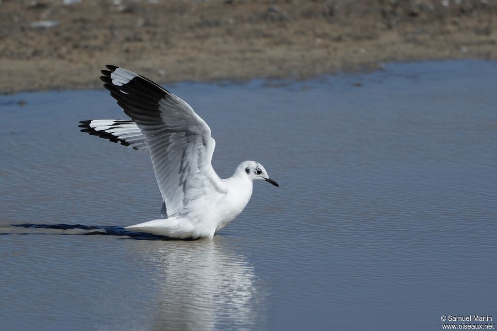 Andean Gullsubadult