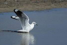 Mouette des Andes