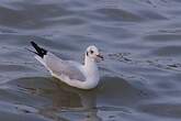 Mouette du Tibet