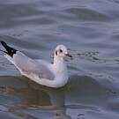 Mouette du Tibet