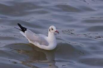 Mouette du Tibet