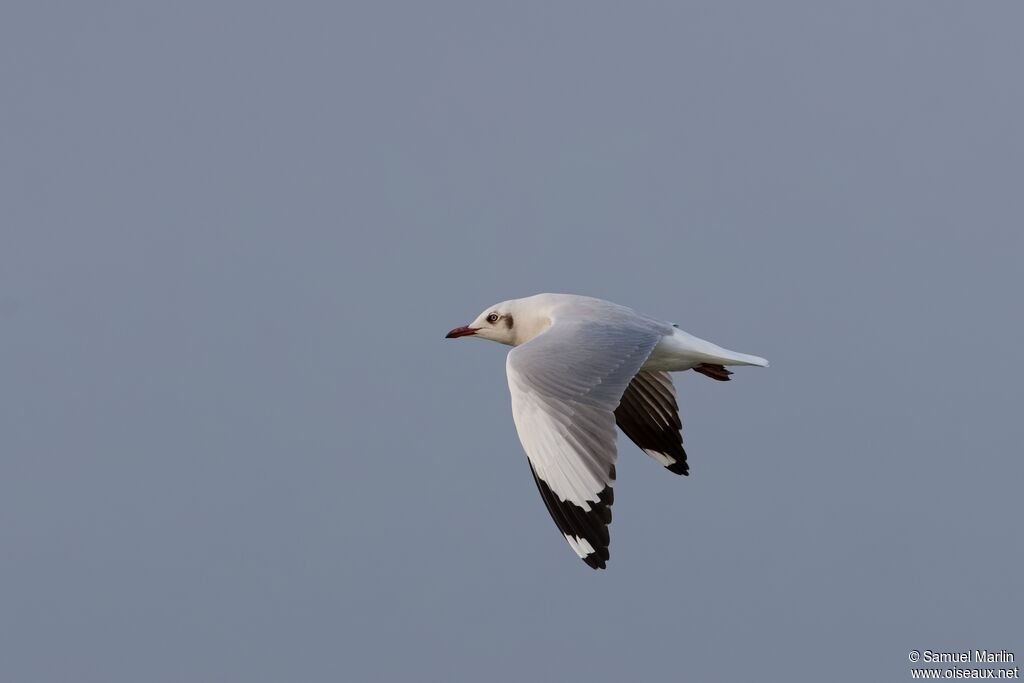 Brown-headed Gulladult