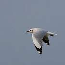 Mouette du Tibet