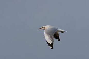 Mouette du Tibet