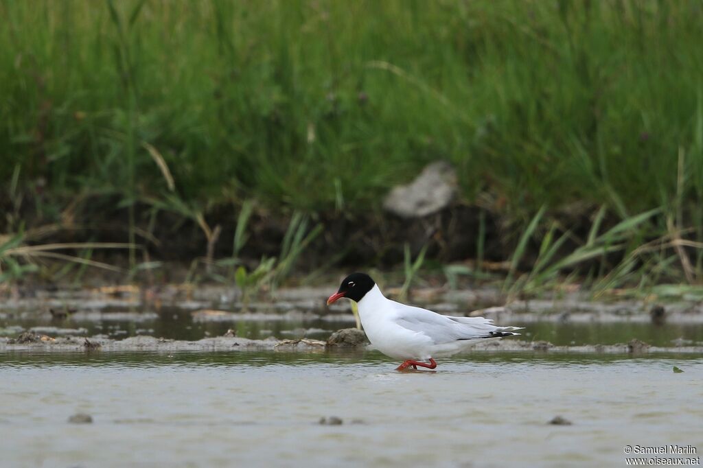 Mouette mélanocéphaleadulte