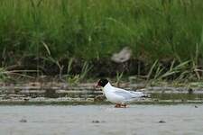 Mouette mélanocéphale