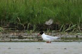 Mediterranean Gull