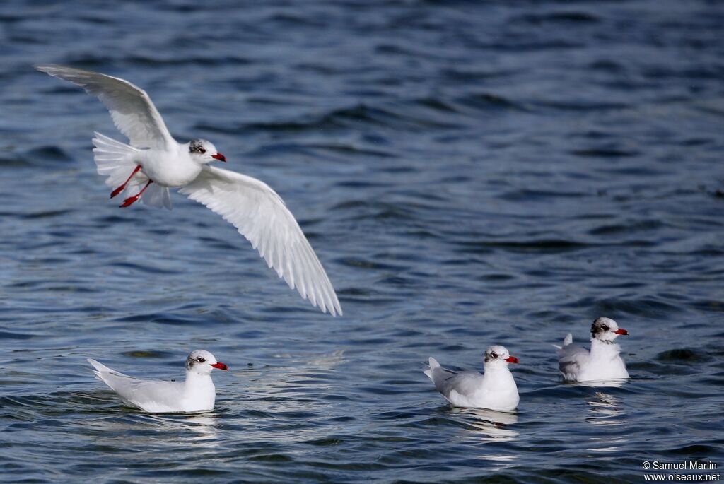 Mouette mélanocéphaleadulte