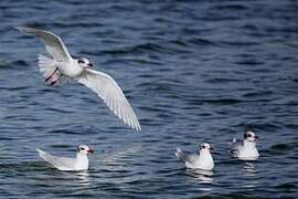 Mouette mélanocéphale