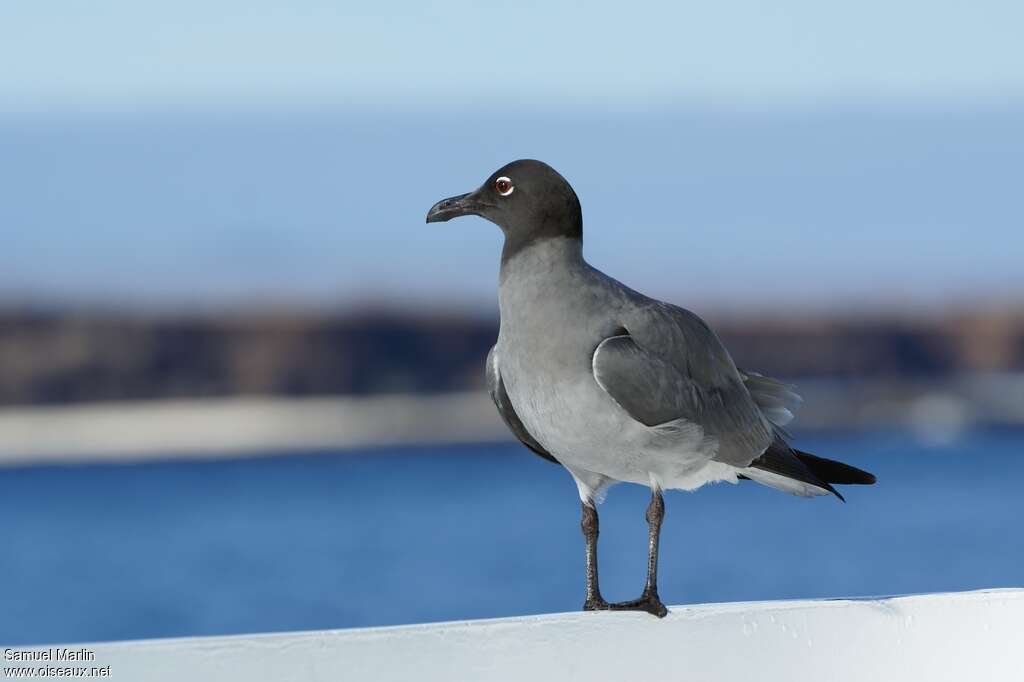 Mouette obscureadulte, identification