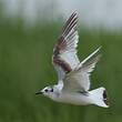 Mouette pygmée