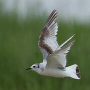 Little Gull