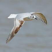 Little Gull