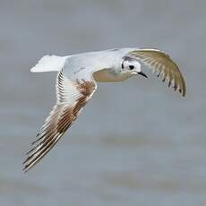 Mouette pygmée