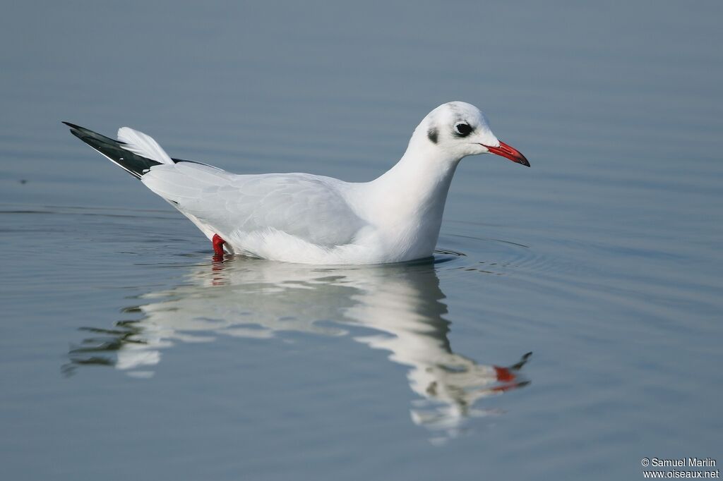 Black-headed Gulladult post breeding