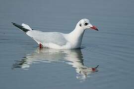 Black-headed Gull