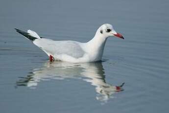 Mouette rieuse