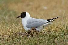 Mouette rieuse