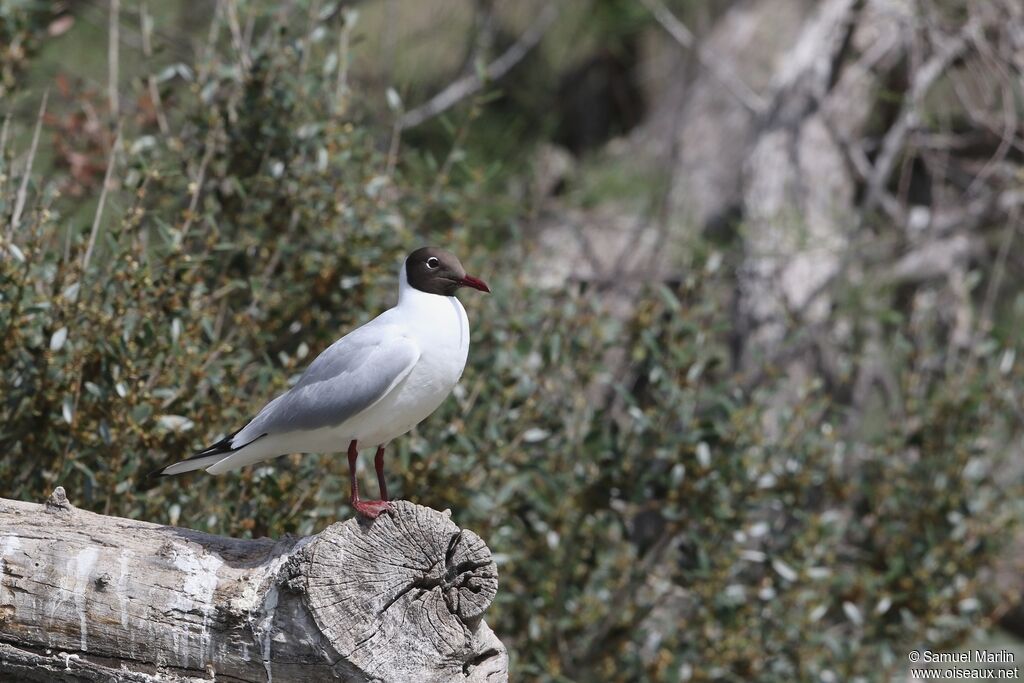 Mouette rieuse