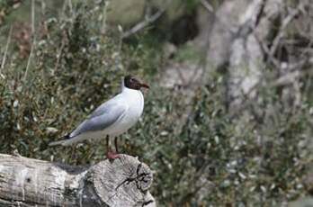 Mouette rieuse