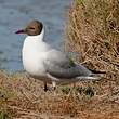 Mouette rieuse