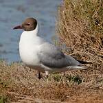 Mouette rieuse