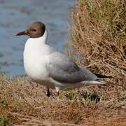 Black-headed Gull