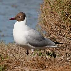 Mouette rieuse