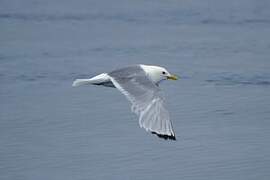 Black-legged Kittiwake