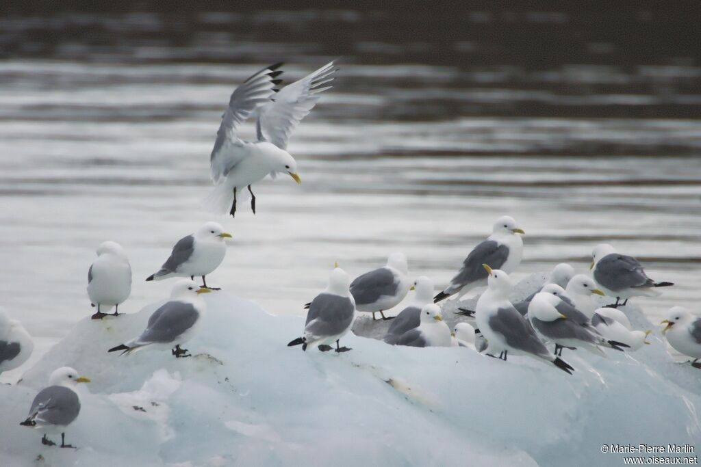 Black-legged Kittiwake