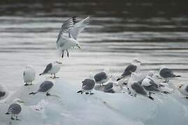 Mouette tridactyle