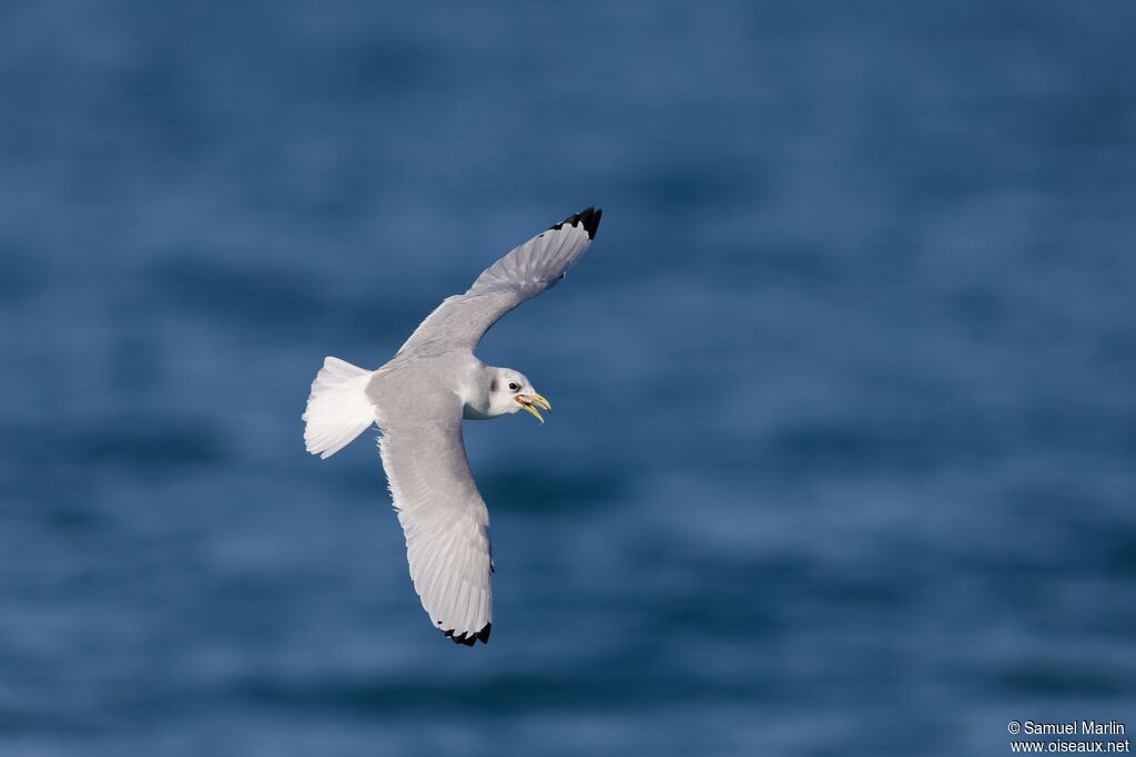 Mouette tridactyleadulte