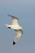 Mouette tridactyle