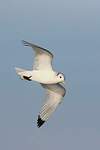 Mouette tridactyle