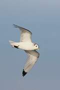 Black-legged Kittiwake