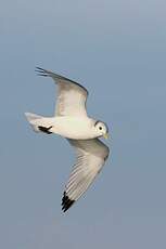 Mouette tridactyle