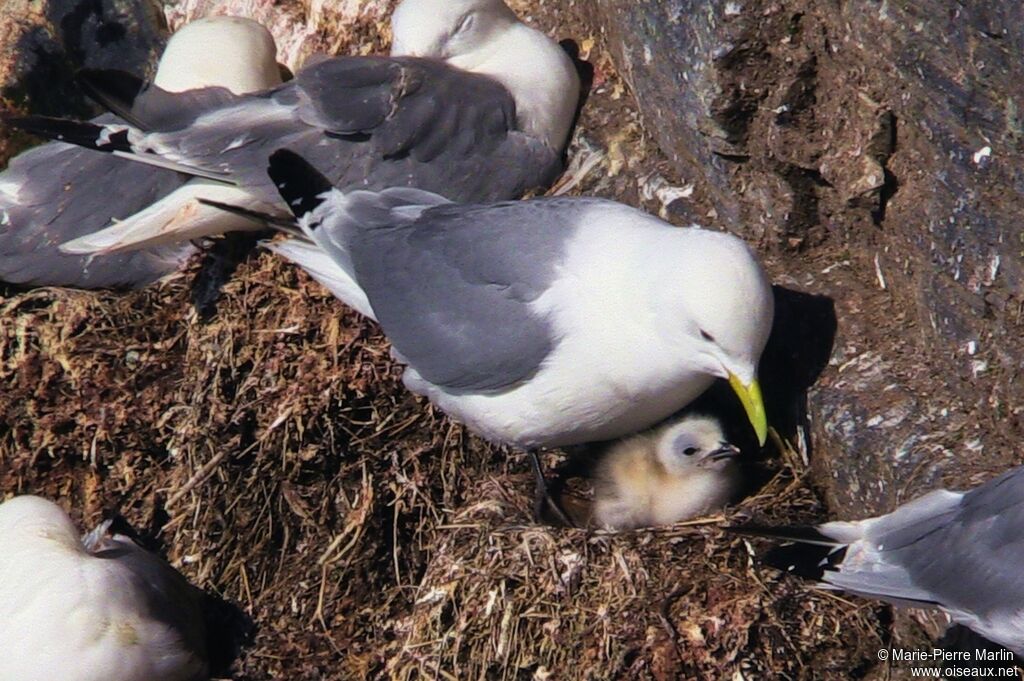 Mouette tridactyleadulte, Nidification