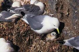 Mouette tridactyle